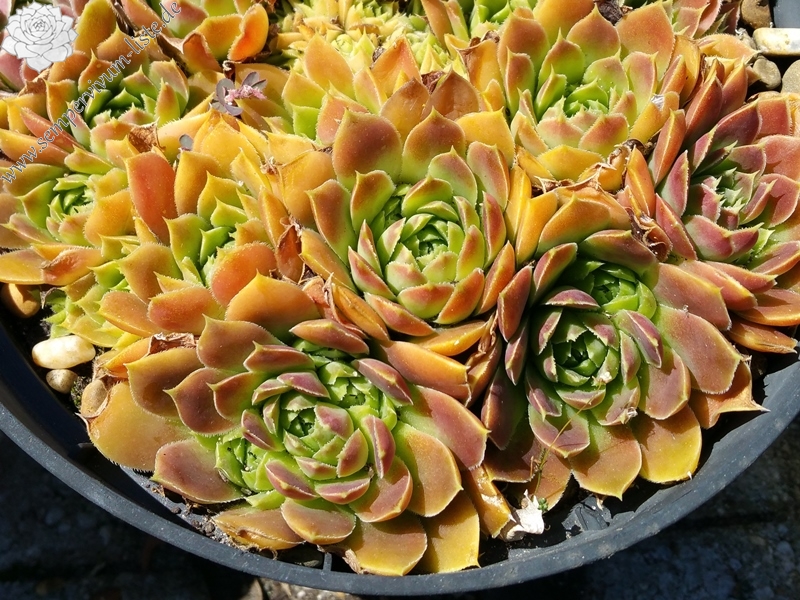 Reginae Amaliae / Jovi