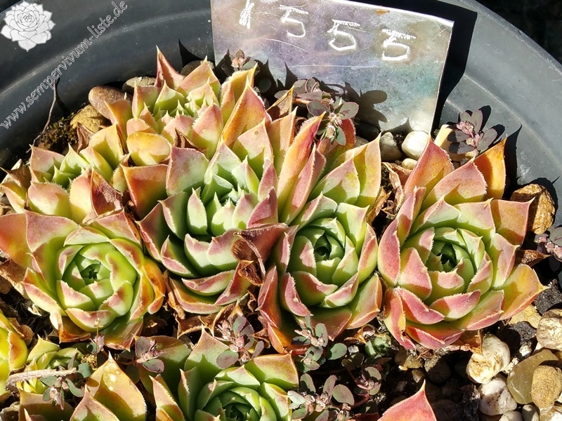 Korspel Green / Jovi