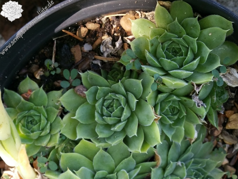 La Campanella / Jovi