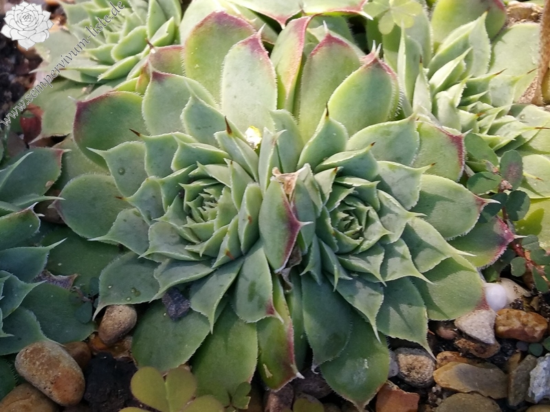 Lavendel Gris / Jovi