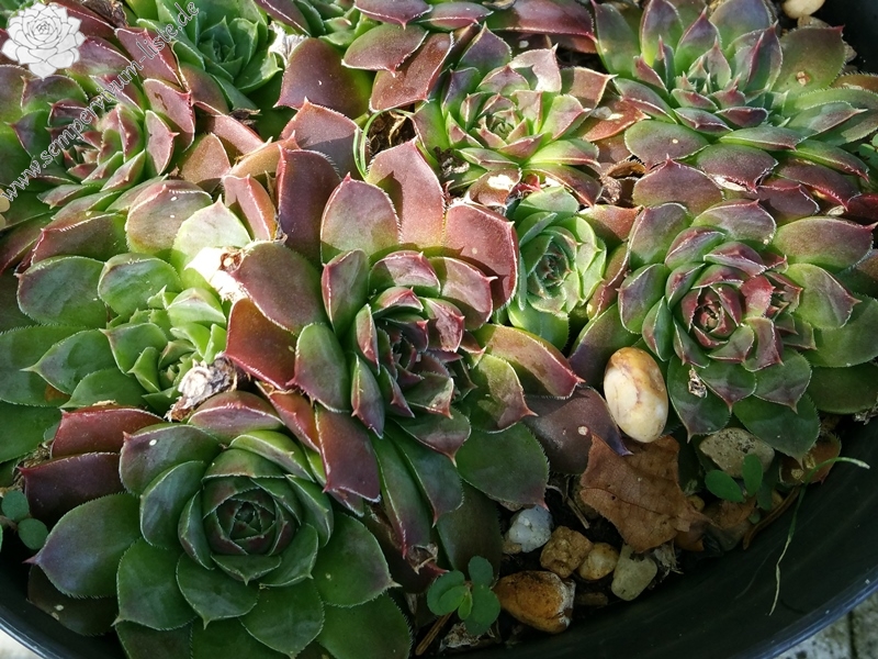 Magic Korspel / Jovi