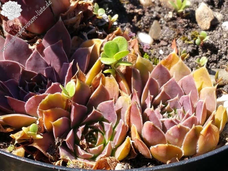 Marie Therese / Jovi