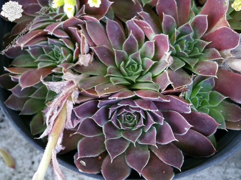 Monte Generoso / Jovi