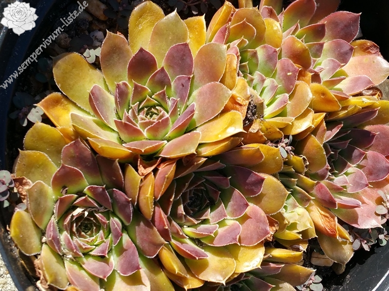 Purple Suzanna / Jovi