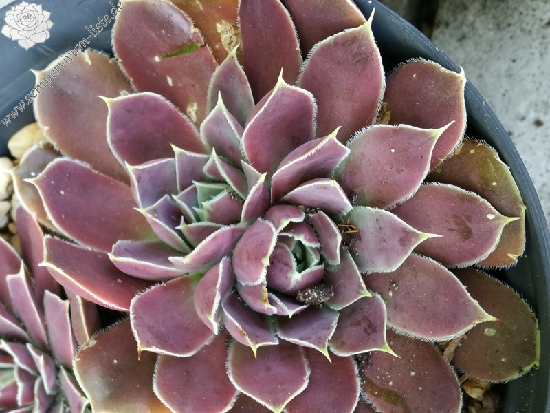 Queen of Sheba / Jovi