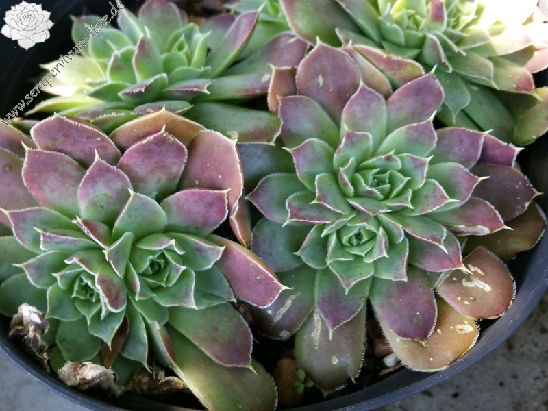 Rockery Gem / Jovi