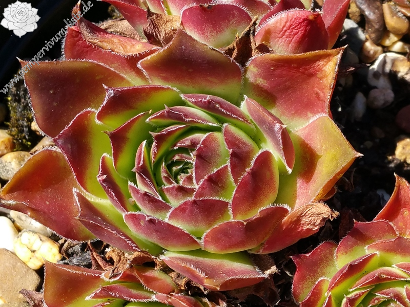 Springael's Choice / Jovi