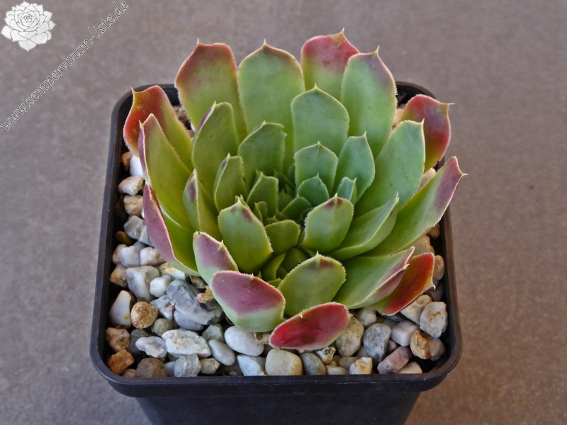 Golden Suzanna / Jovi