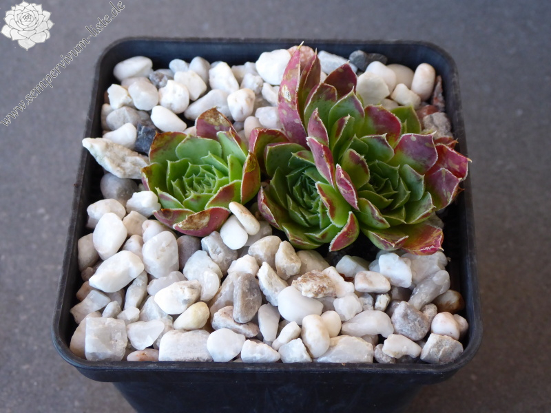 Golden Suzanna / Jovi