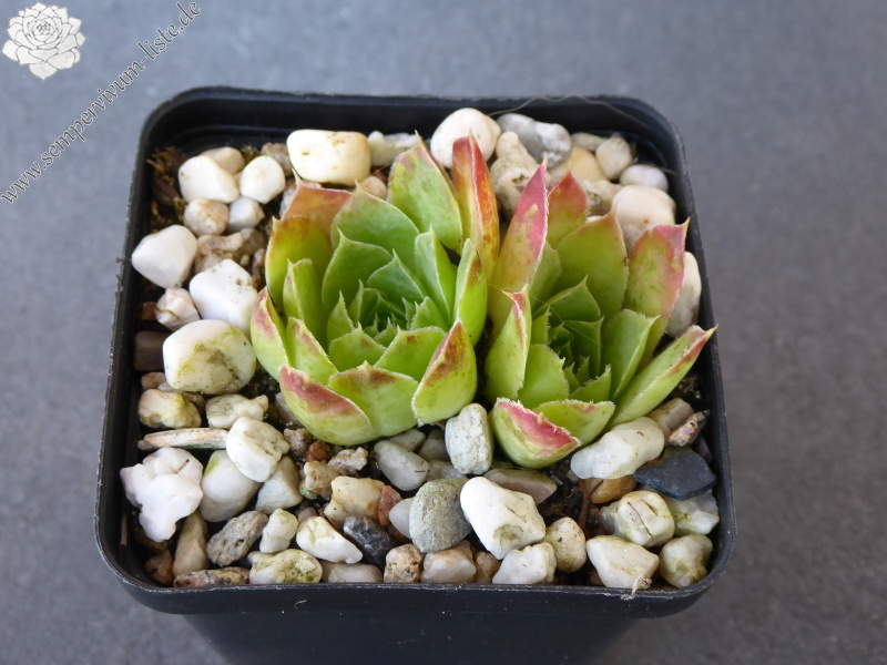 Golden Suzanna / Jovi