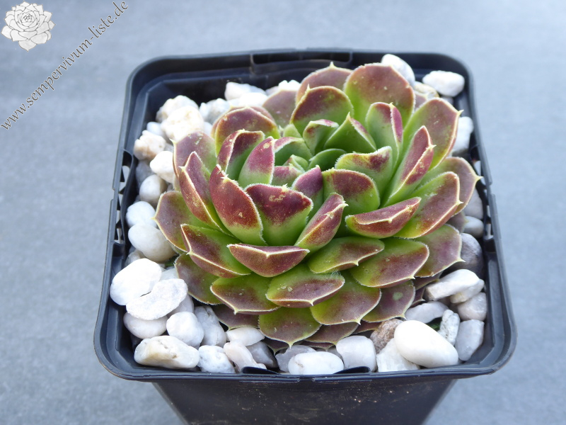 Korspel Dessert / Jovi