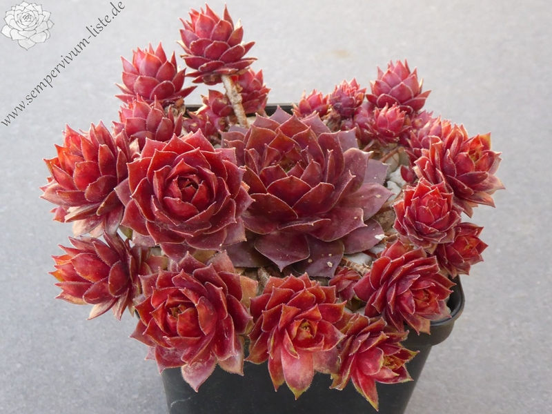 Jannik's Wundertüte