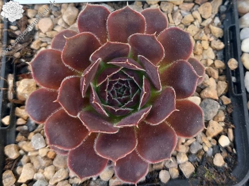 Korspelse Tiffenn / Jovi