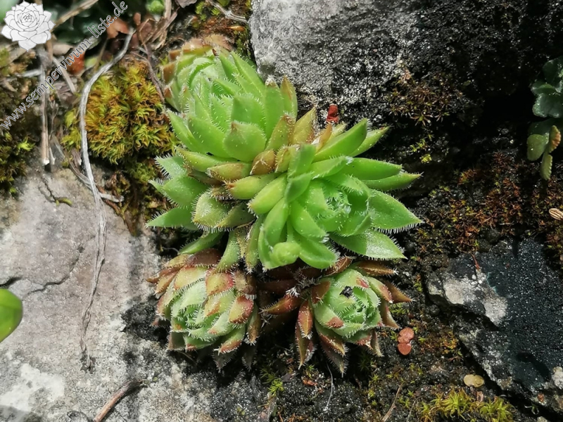 globiferum ssp. hirtum (hirtum) from Hochblaser