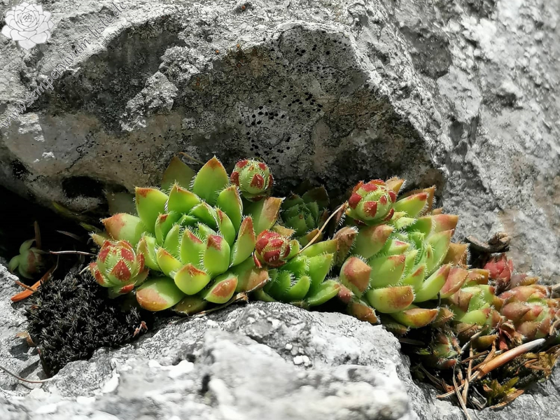 globiferum ssp. hirtum (hirtum) from Hochblaser