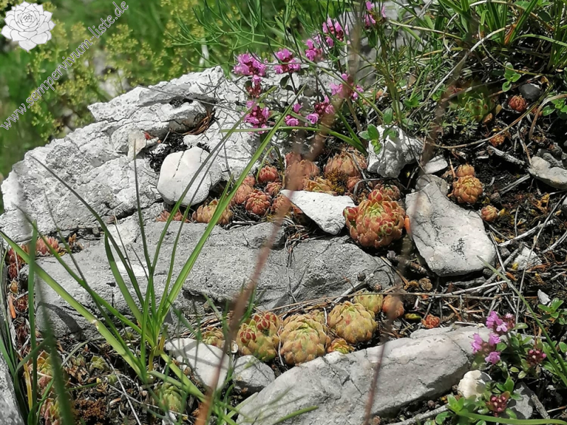 globiferum ssp. hirtum (hirtum) from Hochblaser