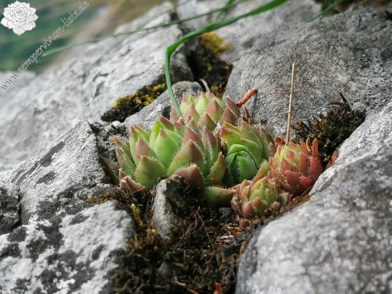globiferum ssp. hirtum (hirtum) from Hochblaser