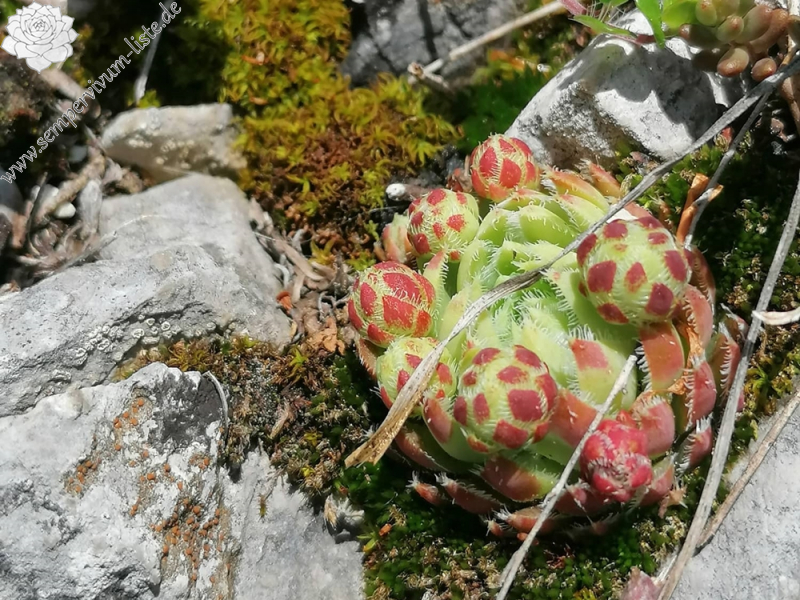 globiferum ssp. hirtum (hirtum) from Hochblaser