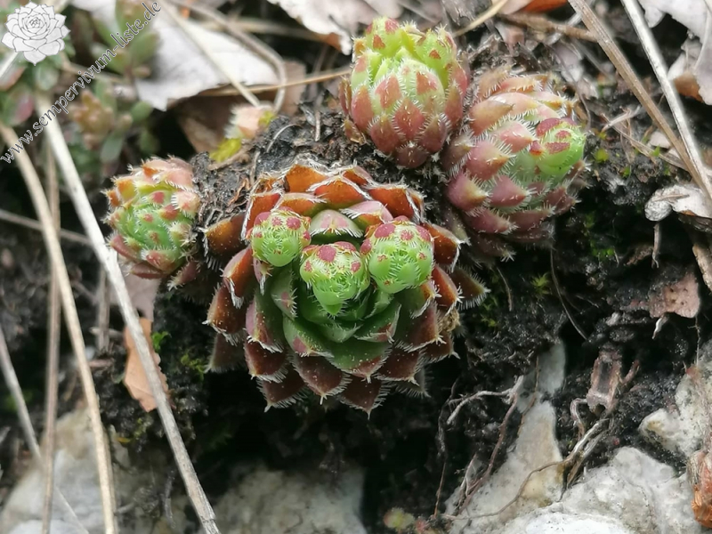 globiferum ssp. hirtum (hirtum) from Hochblaser