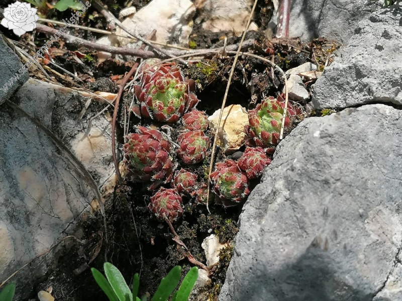 globiferum ssp. hirtum (hirtum) from Hochblaser