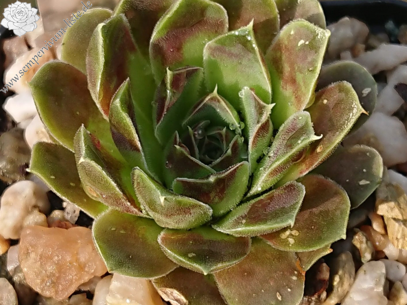 Altair / Jovi ( II )