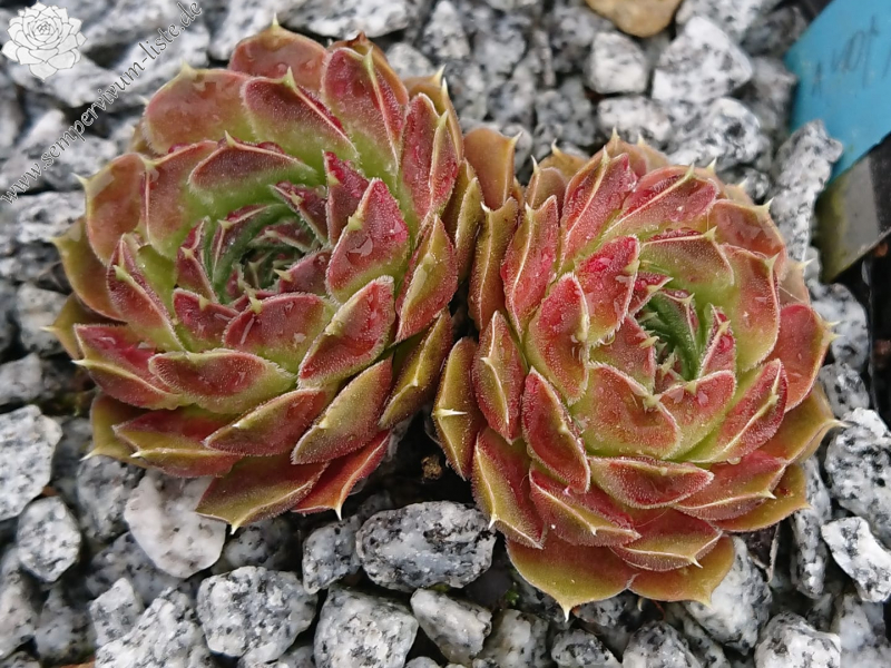 Altair / Jovi ( II )