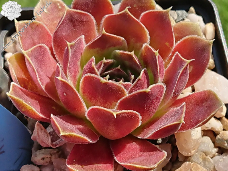 Altair / Jovi ( II )