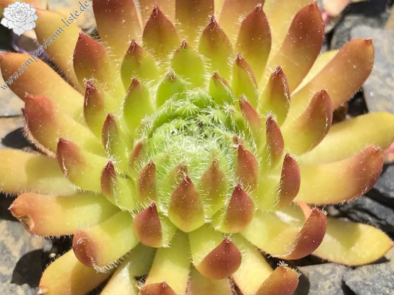 Arancio