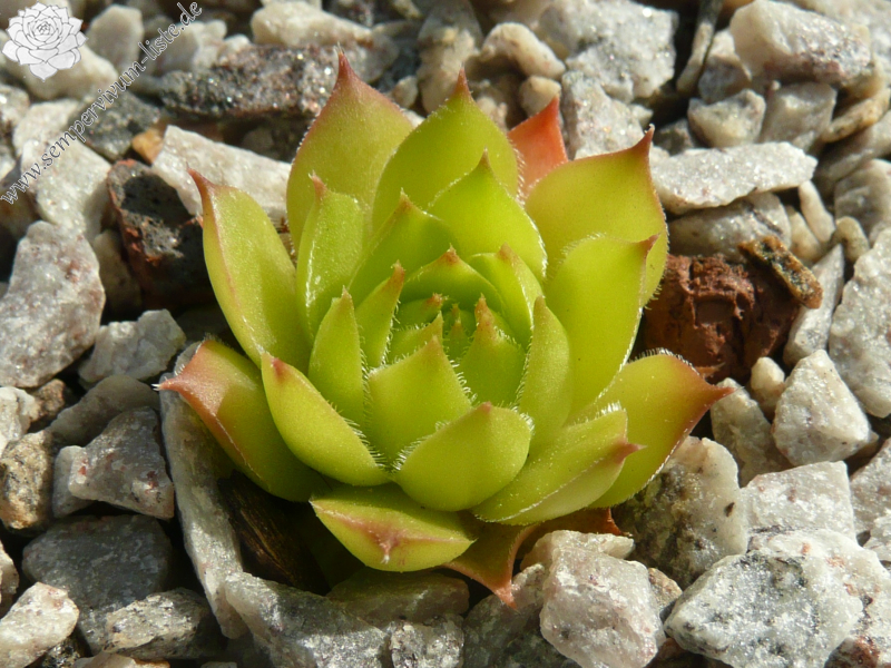 Hochalm