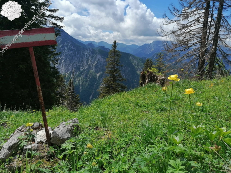 globiferum ssp. hirtum (hirtum) from Hochblaser
