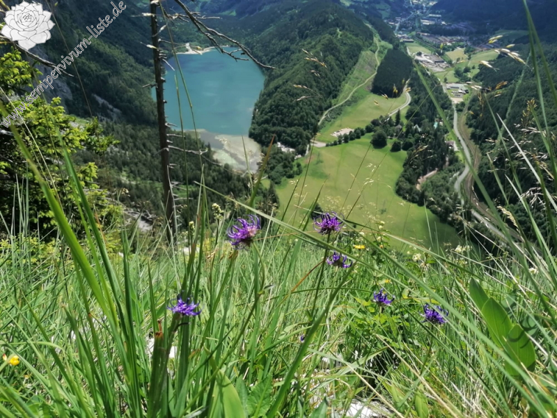 globiferum ssp. hirtum (hirtum) from Hochblaser