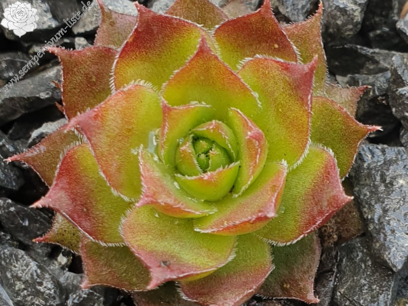 Lunar Orbiter (5383)