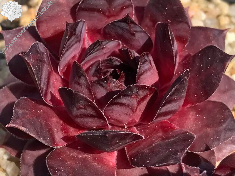 Vanilla Rose