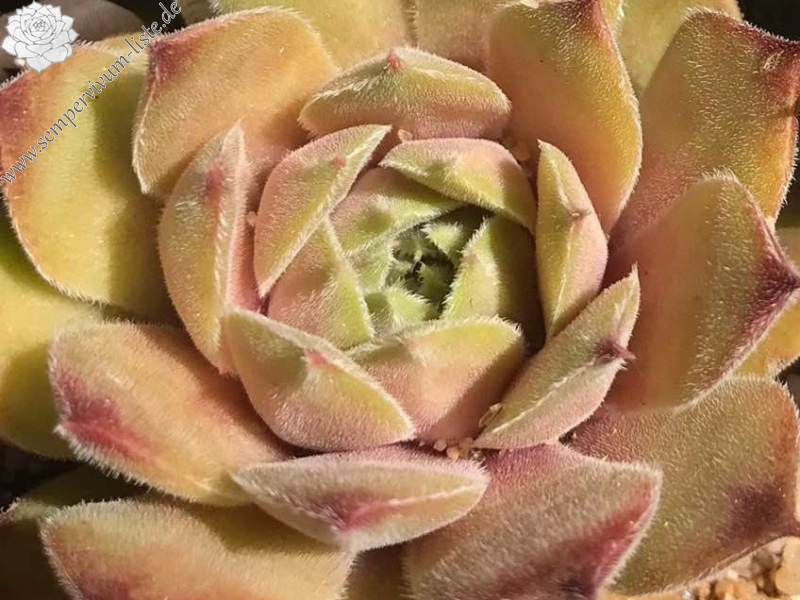 Yellow Citrin