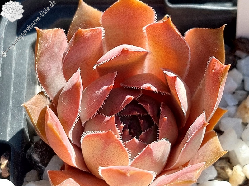 Abra Mirapla (Netzfund)