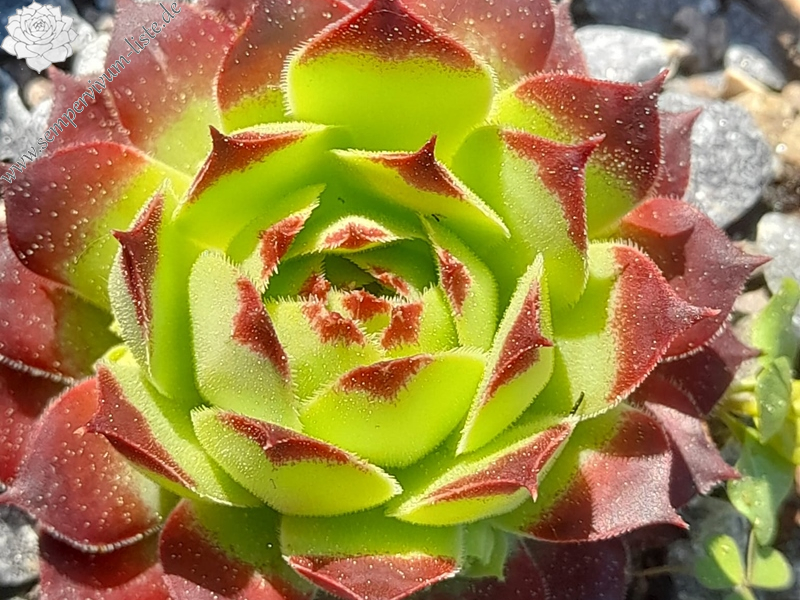 Chona (Netzfund)