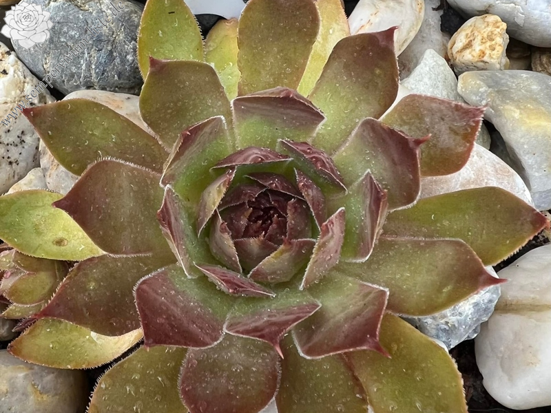 Chick Charms® Giants Copper Canyon 