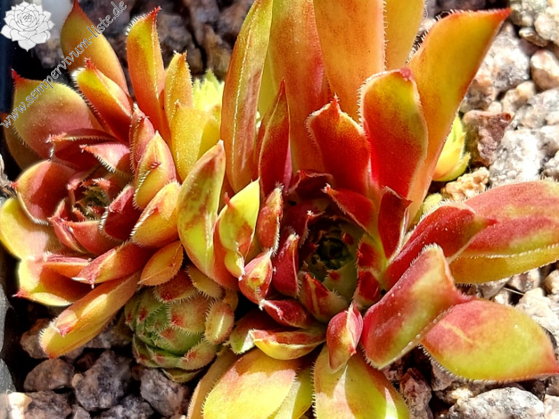 Hatschipuh (Netzfund)