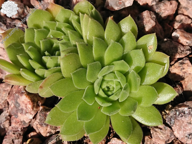 heuffelii from Momin Dvor