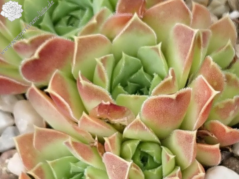 heuffelii (glabrum) from "Anthoborio"