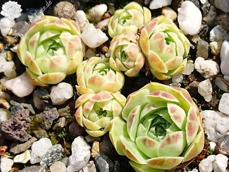 heuffelii (glabrum) from Debar Road 