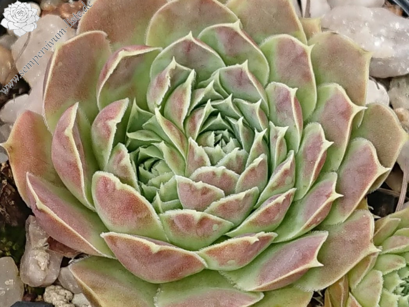 heuffelii from Bistra