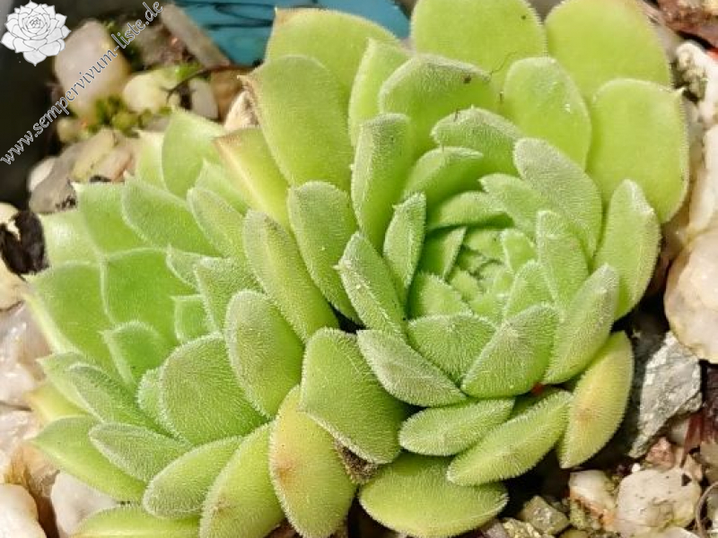 S.heuffelii from Momin Dvor