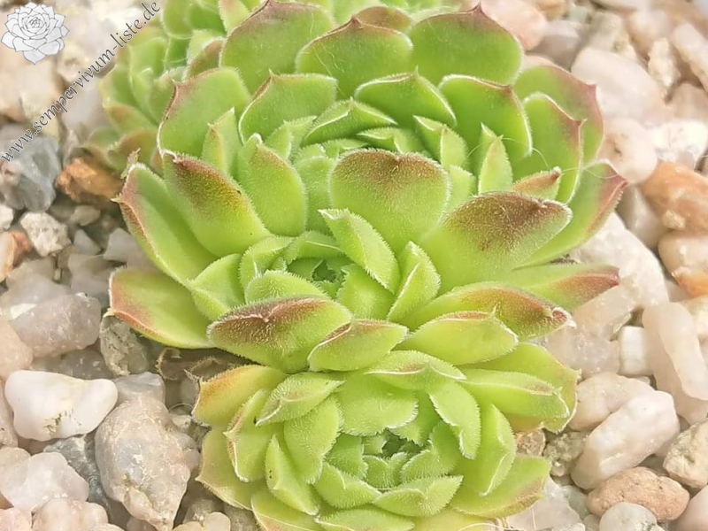 heuffelii from Pelister