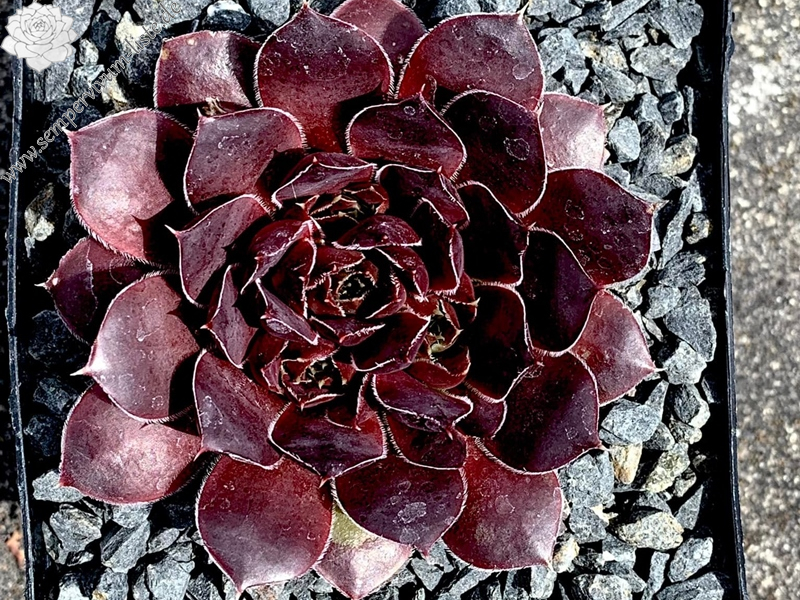 In the night (Netzfund)