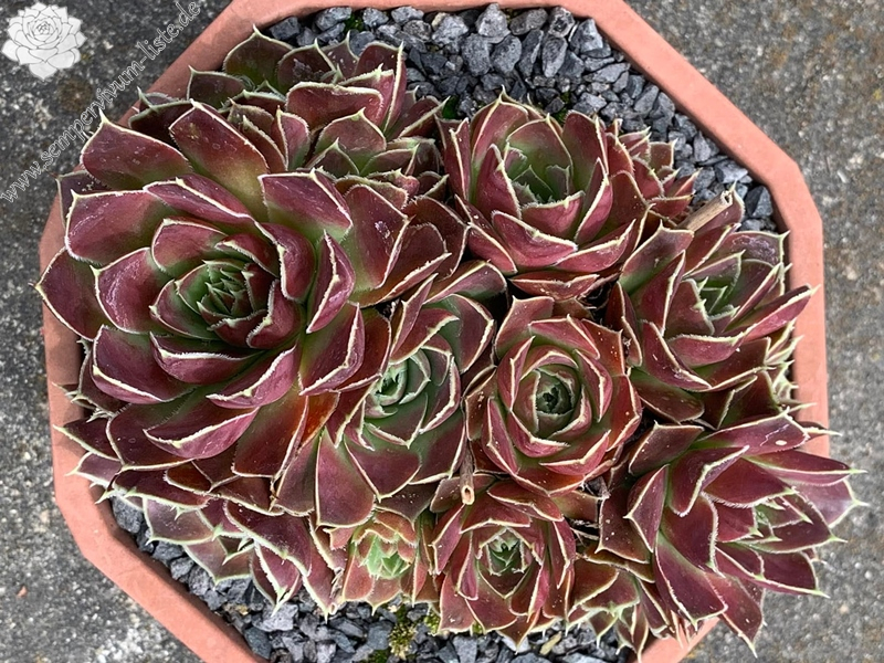 Light in the night (Netzfund)