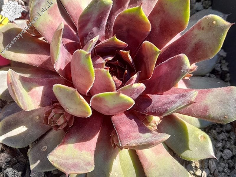 Mr. Gadget (Netzfund)