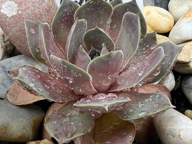 Chick Charms® Giants Steel Appeal (Netzfund)