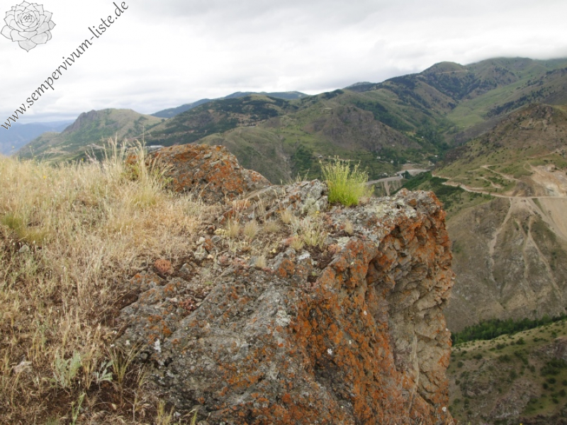 sp. from Canca kalesi