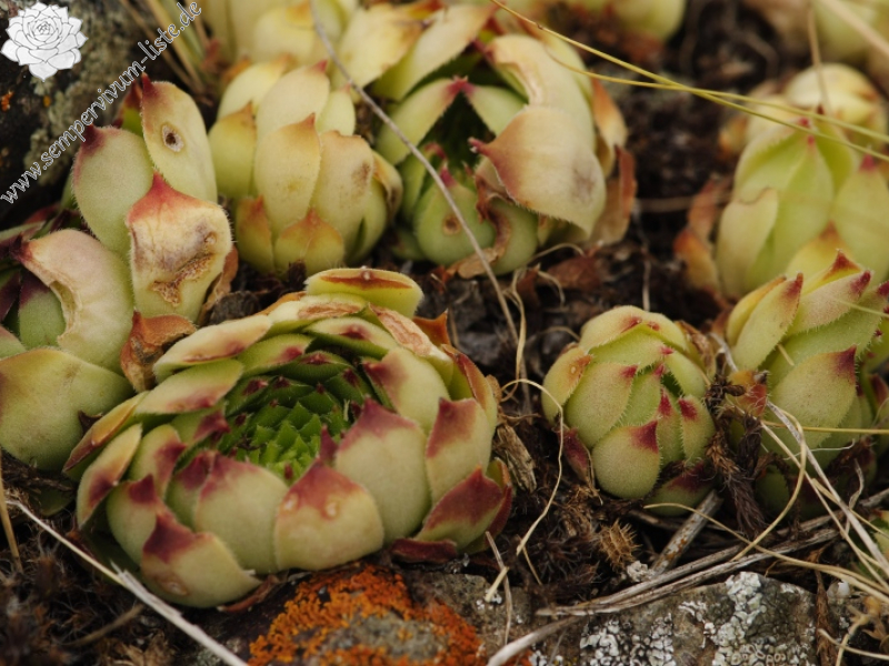 sp. from Canca kalesi